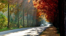 추천갤러리 - 모래재 가로수길