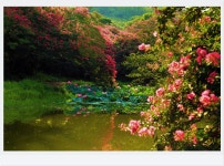 추천갤러리 - 명옥헌