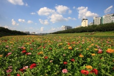 추천갤러리 - 안양천 백일홍