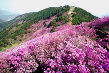 추천갤러리 - 천주산 진달래