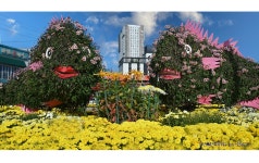 추천갤러리 - 끝난 국화꽃 축제장을 둘러보면서 ---