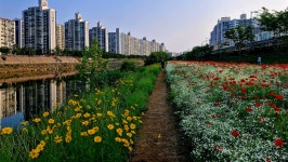 추천갤러리 - 천변의 화원