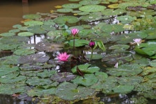 추천갤러리 - 수련...