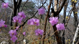 추천갤러리 - 진달래