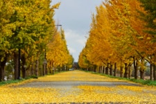 추천갤러리 - 은행나무 가로수길.