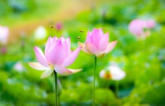 추천갤러리 - 경주 연밭에서...