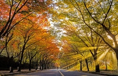 추천갤러리 - 가을 단풍 아래서