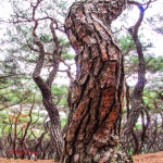 추천갤러리 - 흥덕 대왕 릉에서