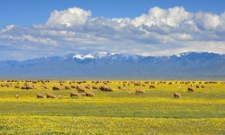 추천갤러리 - 카자흐스탄의 초원