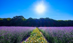 추천갤러리 - 상림풍경