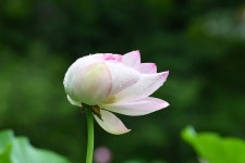 추천갤러리 - 비실 마을 연지