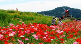 추천갤러리 - 꽃길따라..