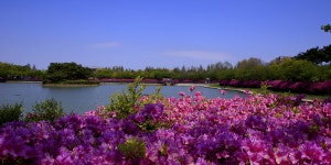 추천갤러리 -  공원의 봄  추천갤러리 - " 공원의 봄 "