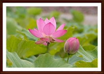 추천갤러리 - 궁남지