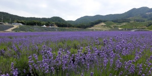 추천갤러리 -  허브 원 라벤더  추천갤러리 - " 허브 원 라벤더 "