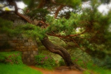 추천갤러리 - 노송
