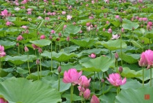 추천갤러리 - 연밭풍경