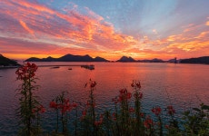 추천갤러리 - 나리꽃