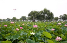 추천갤러리 - 궁남지 ~ 4