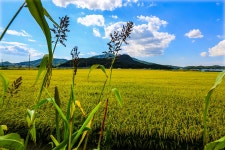 추천갤러리 - 황금 들녁