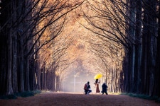 추천갤러리 - 숲속의 작가님들