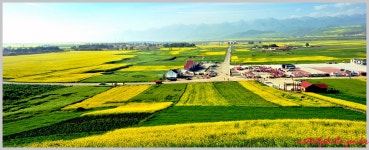 추천갤러리 - 문원유채