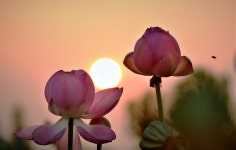 추천갤러리 - 해를 품은 연