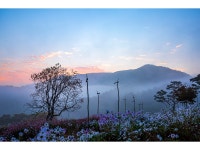 추천갤러리 - 구절초동산의아침