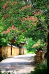 추천갤러리 - 배롱나무 붉은 꽃 고운 길