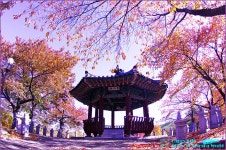 추천갤러리 - 만추