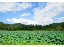 추천갤러리 - 물미연꽃밭