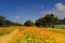 추천갤러리 - 꽃길