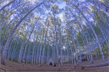 추천갤러리 - 자작나무