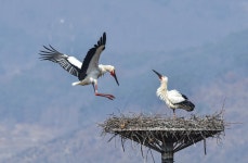 추천갤러리 - 황새둥지