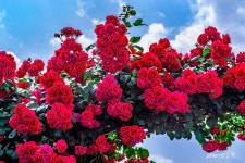 추천갤러리 - 5월의 장미