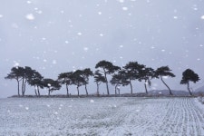 추천갤러리 - 소나무에 눈 내리던 날 (고창 공음)