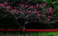 추천갤러리 - 불갑사에서