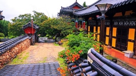 추천갤러리 - 능소화