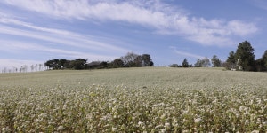 추천갤러리 -  메밀꽃 小景  추천갤러리 - " 메밀꽃 小景 "