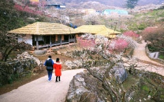추천갤러리 - 초가와 매화향기