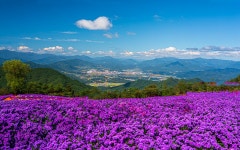 추천갤러리 - 거창아스타국화