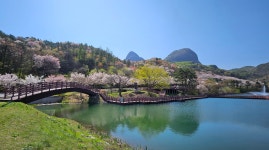 추천갤러리 - 마이산호수벗꽃