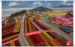 추천갤러리 - 병풍도 맨드라미 축제