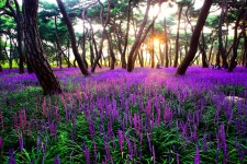 추천갤러리 - 황성공원