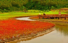 추천갤러리 - 증도