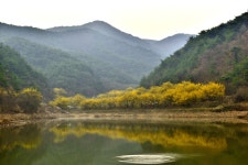 추천갤러리 - 사곡지의봄