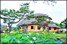 추천갤러리 - 연꽃이야기