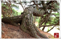 추천갤러리 - 용오름