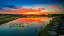 추천갤러리 - 여 명 (관곡지)