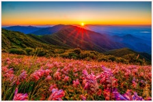 소백춘추.프롤로그출판사 | 추천갤러리 - 비비추_소백산_2025